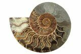 Cut & Polished, Agatized Ammonite Fossil - Madagascar #234817-2